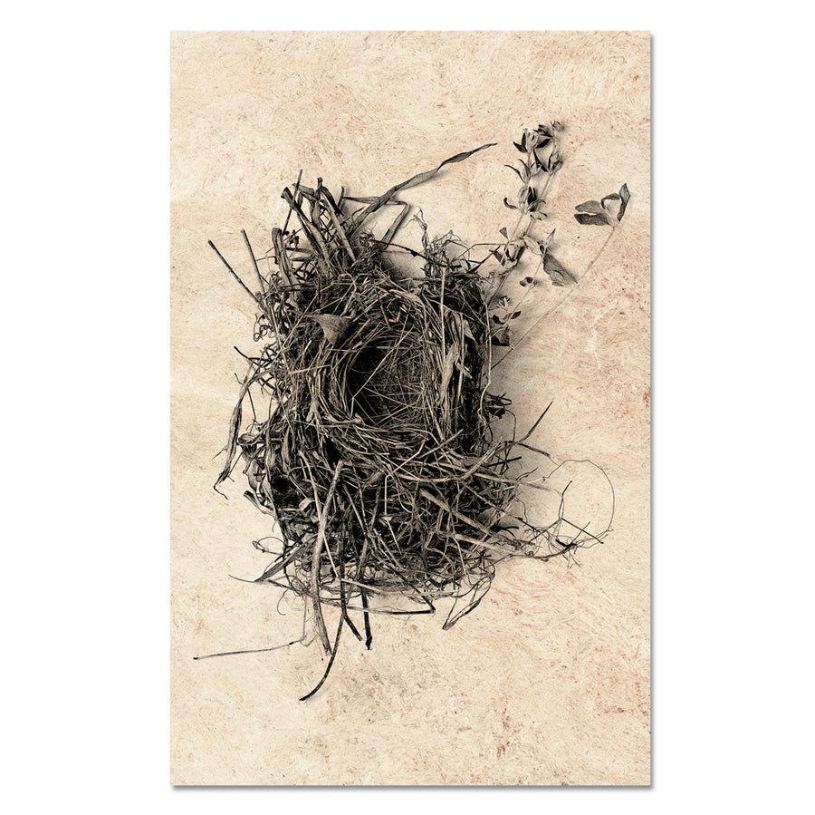 Nest Study #1