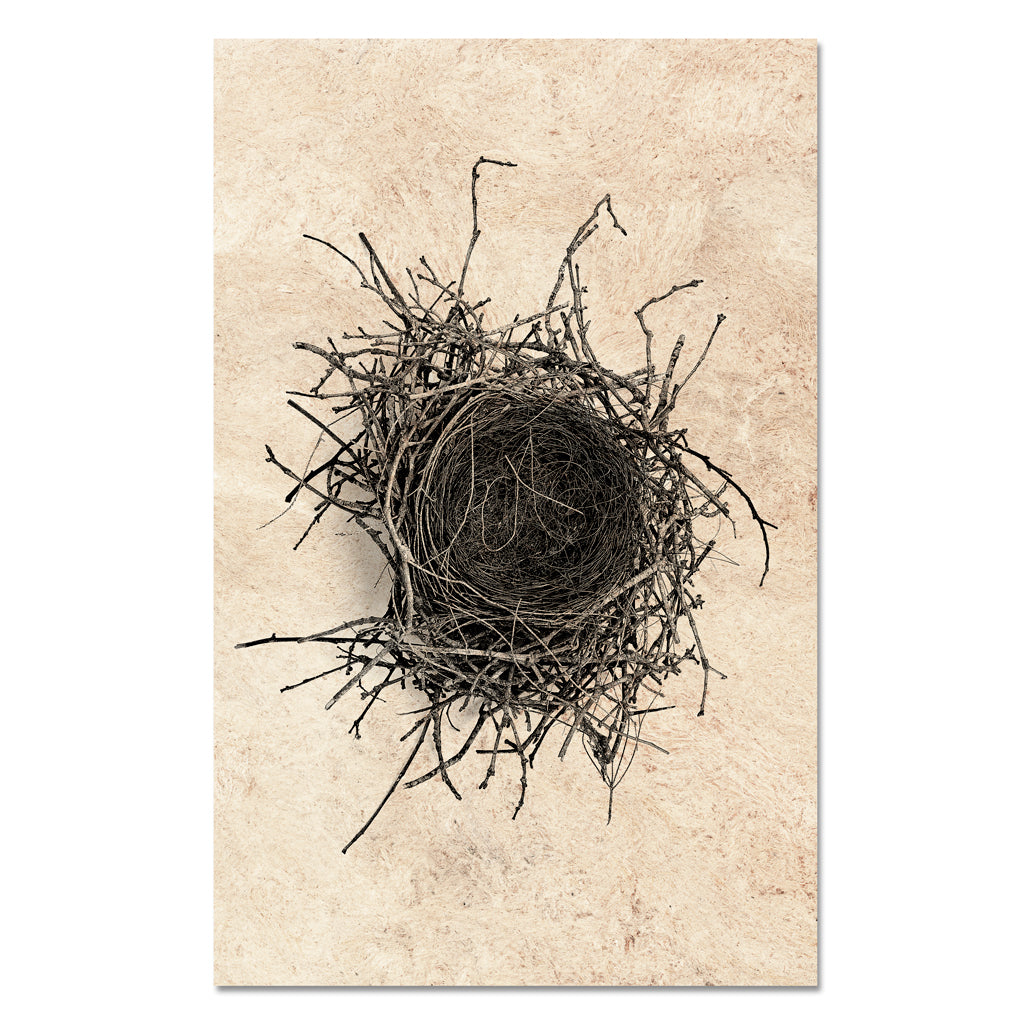 Nest Study #2