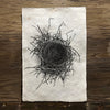 Nest Study #2 (Amate Perla)
