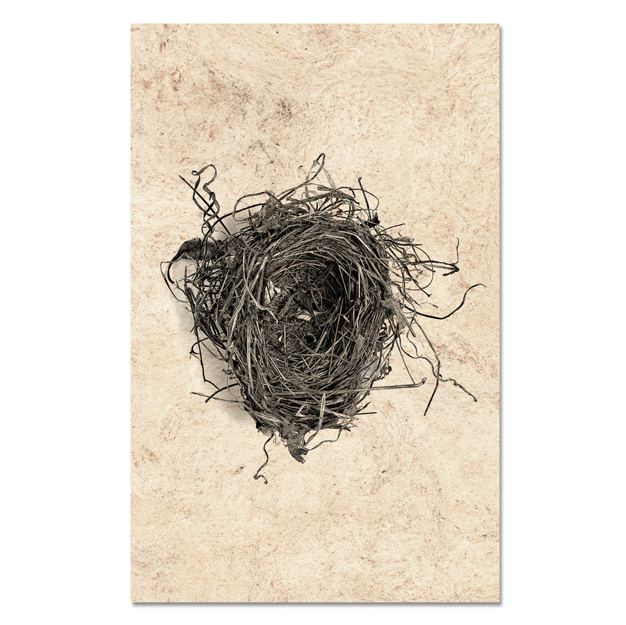 Nest Study #5