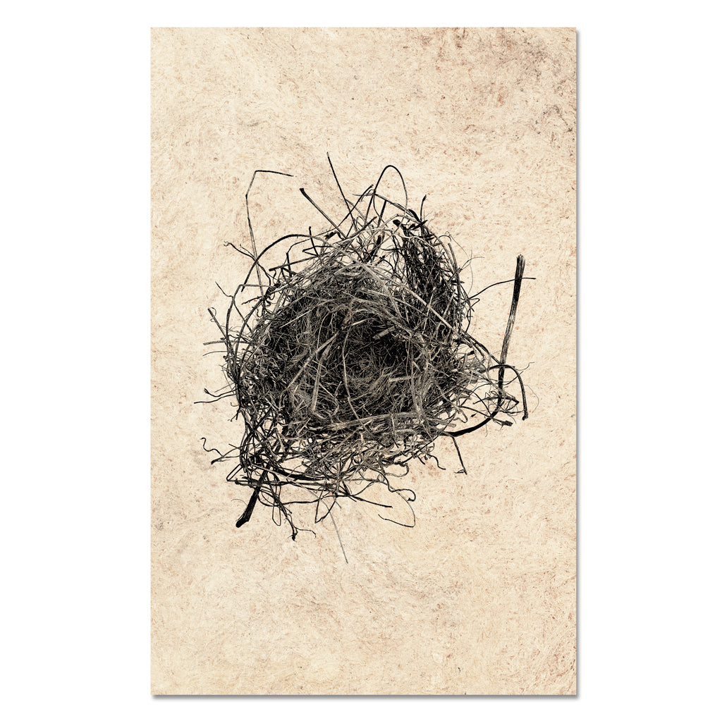Nest Study #9