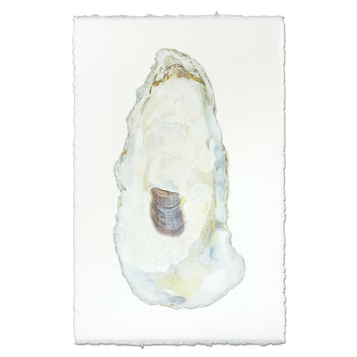 Oyster Study #11