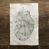 Oyster #2 (Amate Perla)