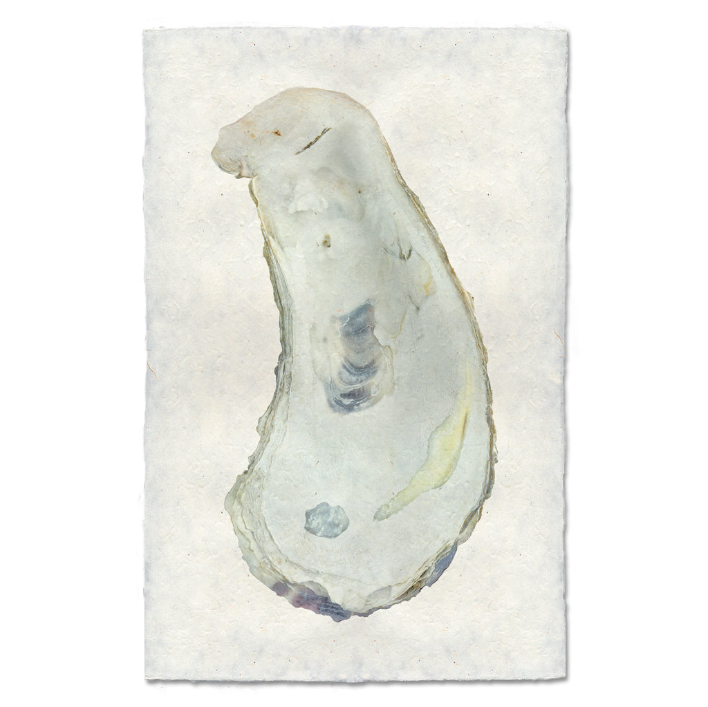 Caligraphic Drawing Shell Oyster Shell Drawing