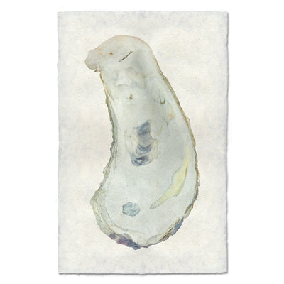 Oyster Study #1
