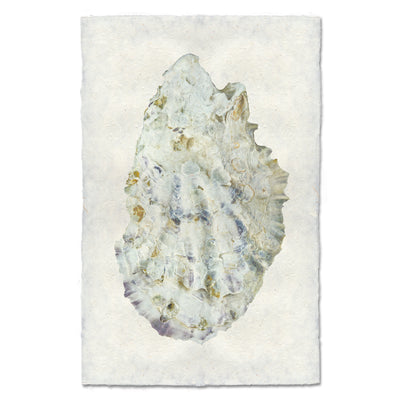 Oyster Study #2