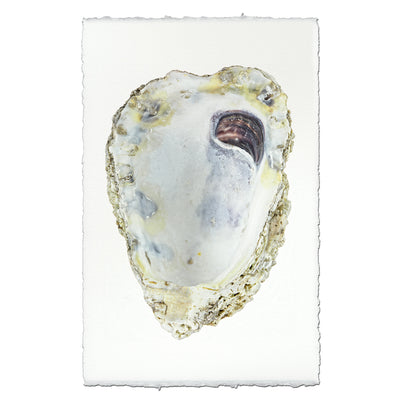 Oyster Study #3