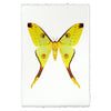 Papilionoidea #1