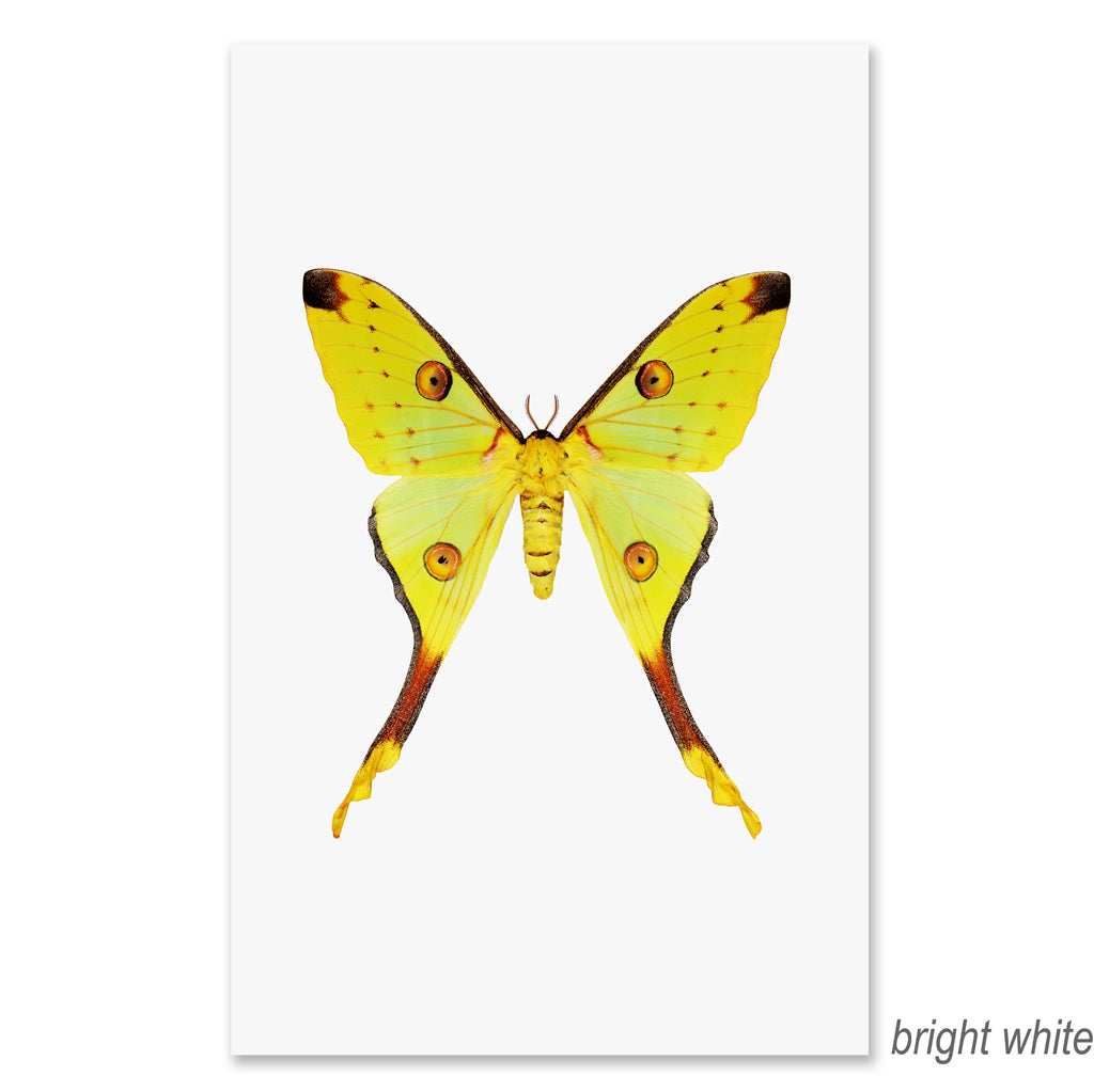 Papilionoidea #1 grand format