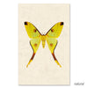 Papilionoidea #1 grand format