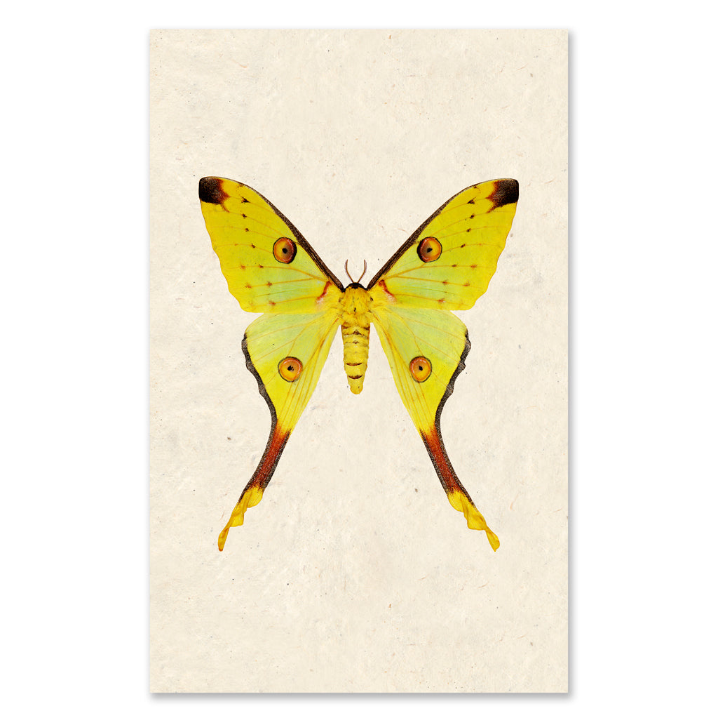 Papilionoidea #1 grand format