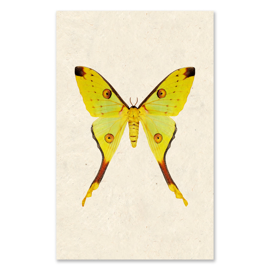 Papilionoidea #1 grand format