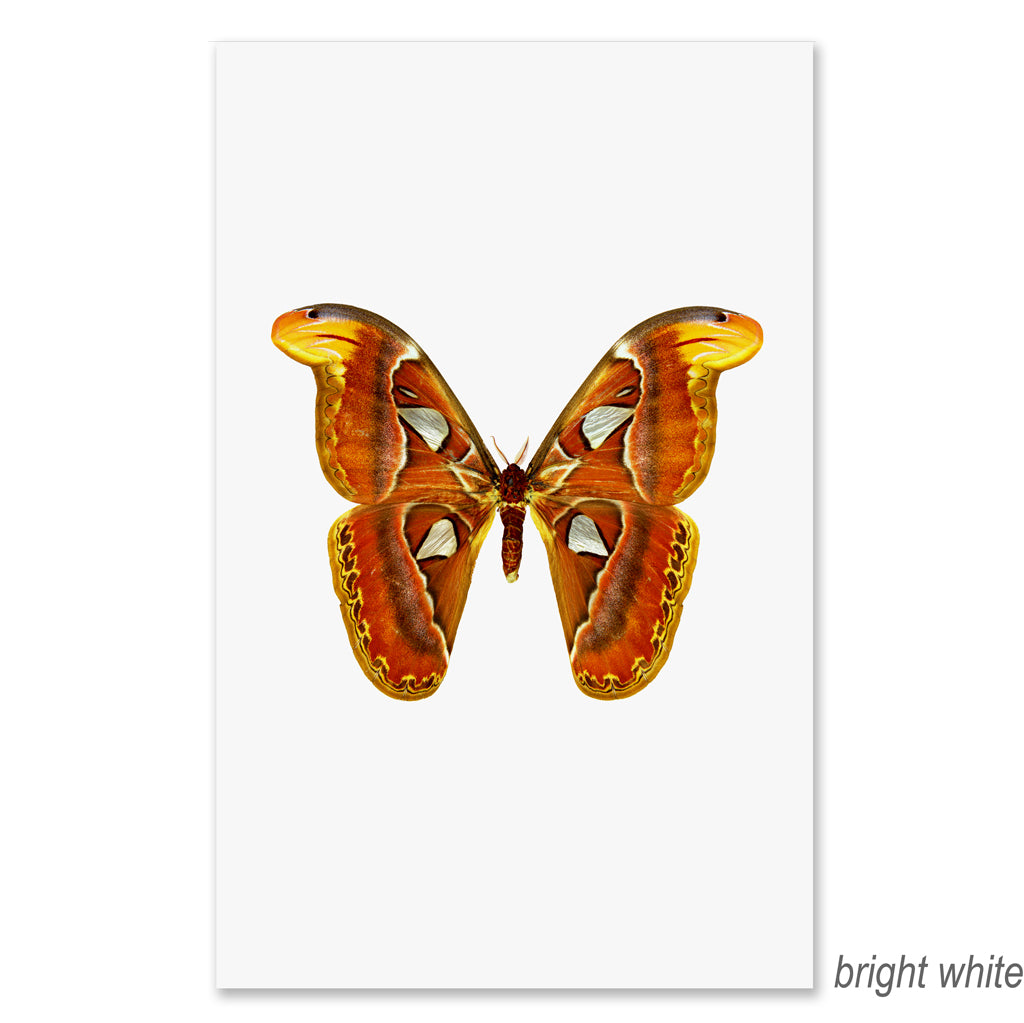 Papilionoidea #2 grand format