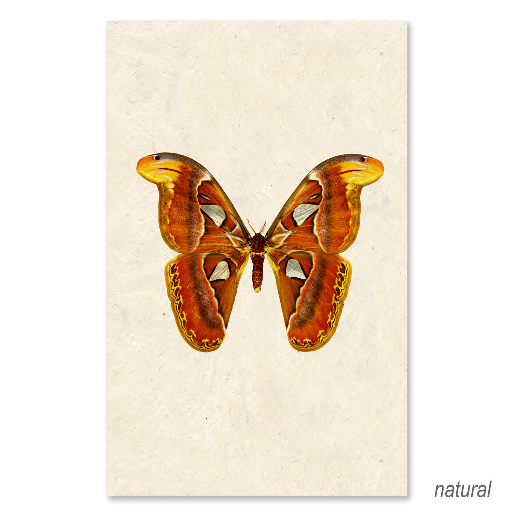 Papilionoidea #2 grand format