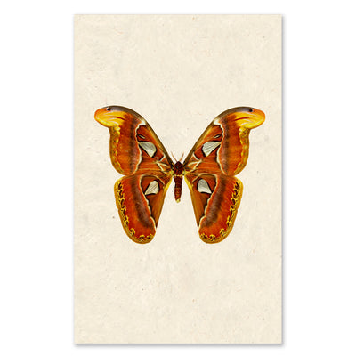 Papilionoidea #2 grand format