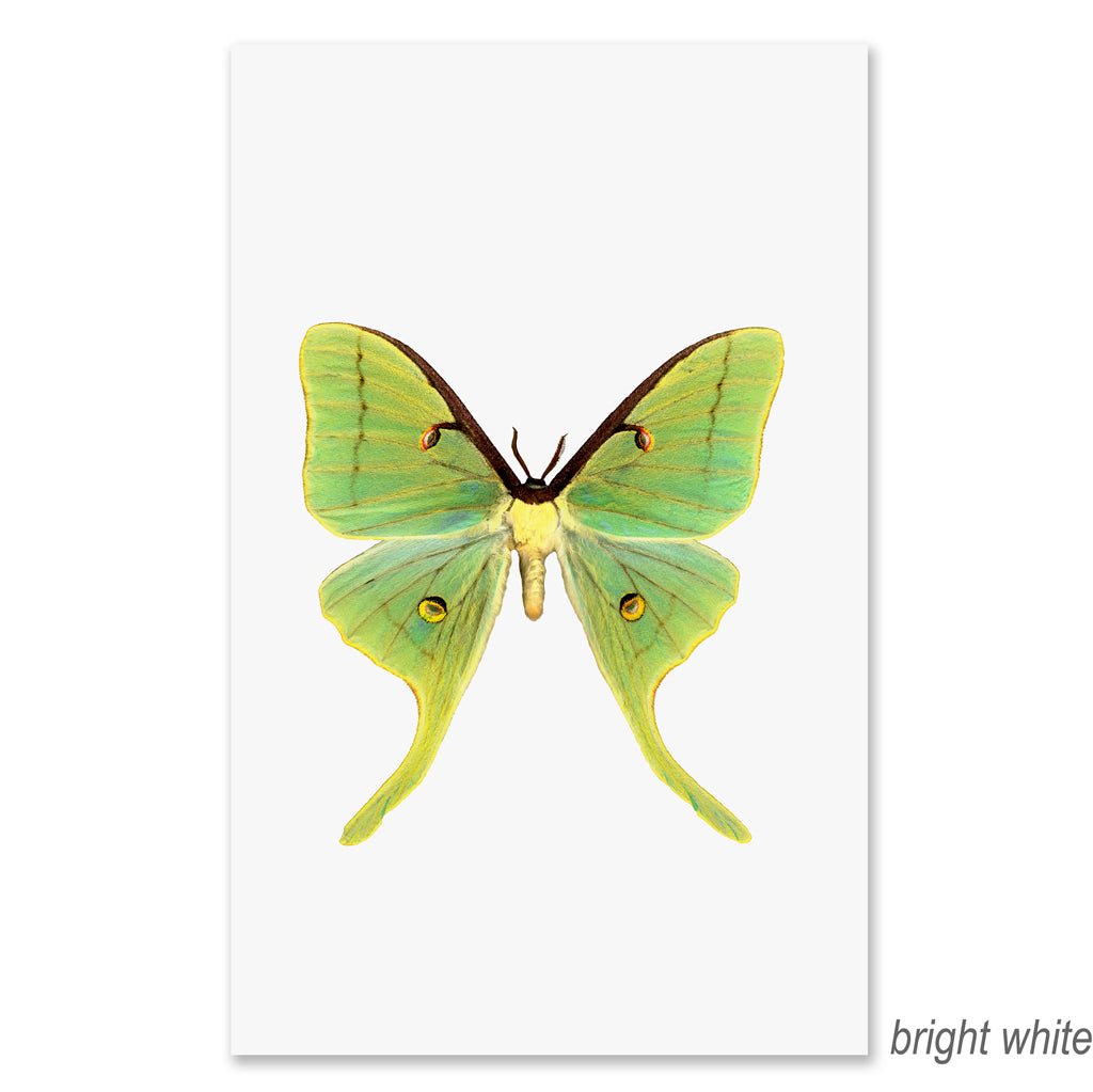 Papilionoidea #3 grand format