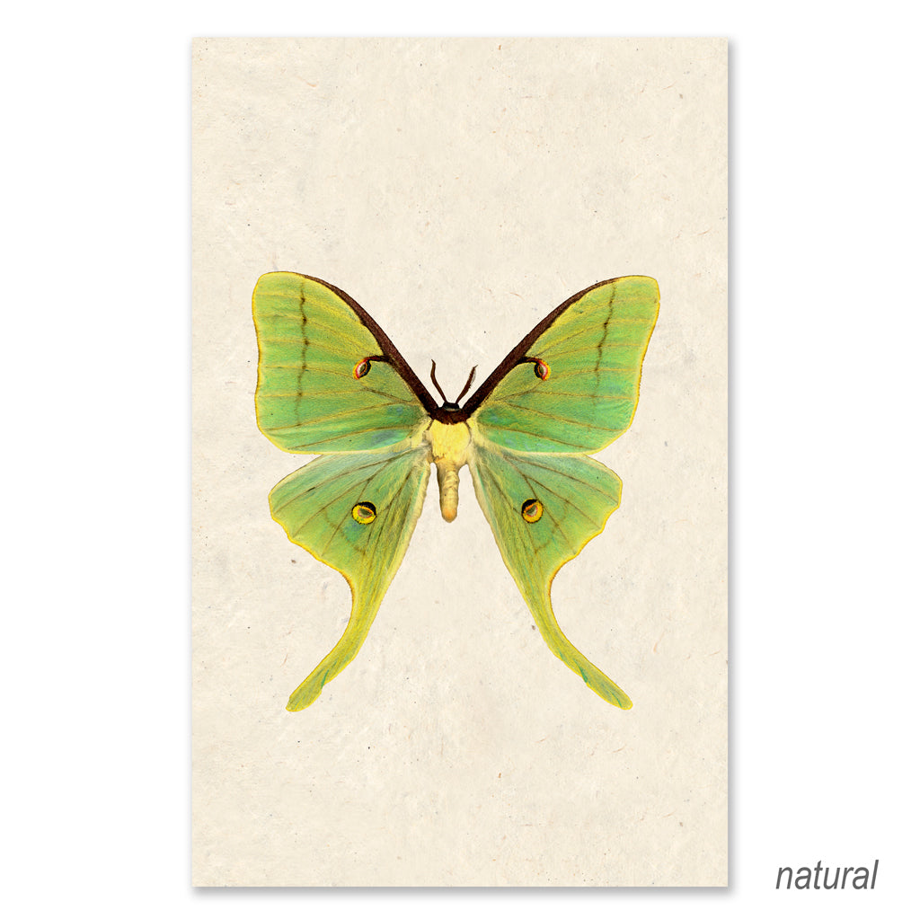 Papilionoidea #3 grand format