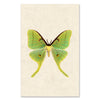 Papilionoidea #3 grand format