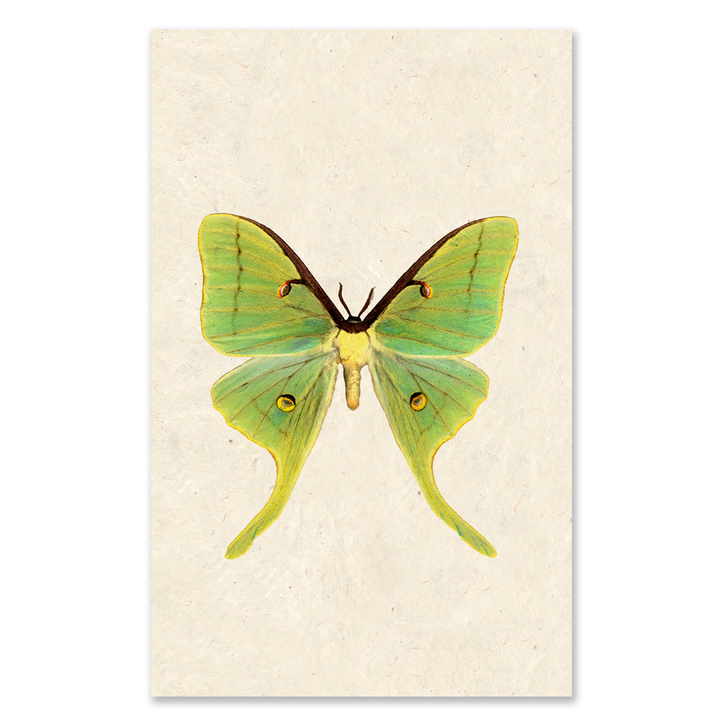 Papilionoidea #3 grand format