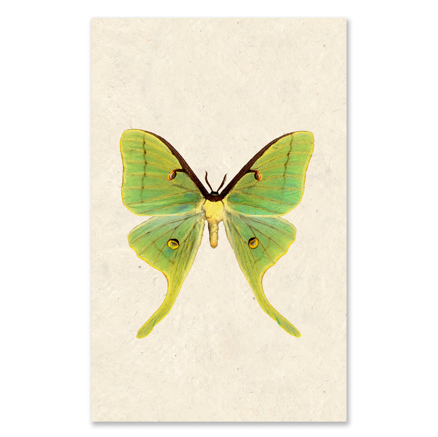 Papilionoidea #3 grand format