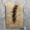 Eastern White Pine (Amate Sierra)
