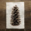 Loblolly Pine (Amate Perla)