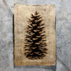 Loblolly Pine (Amate Sierra)