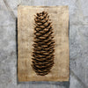 Norway Spruce (Amate Sierra)