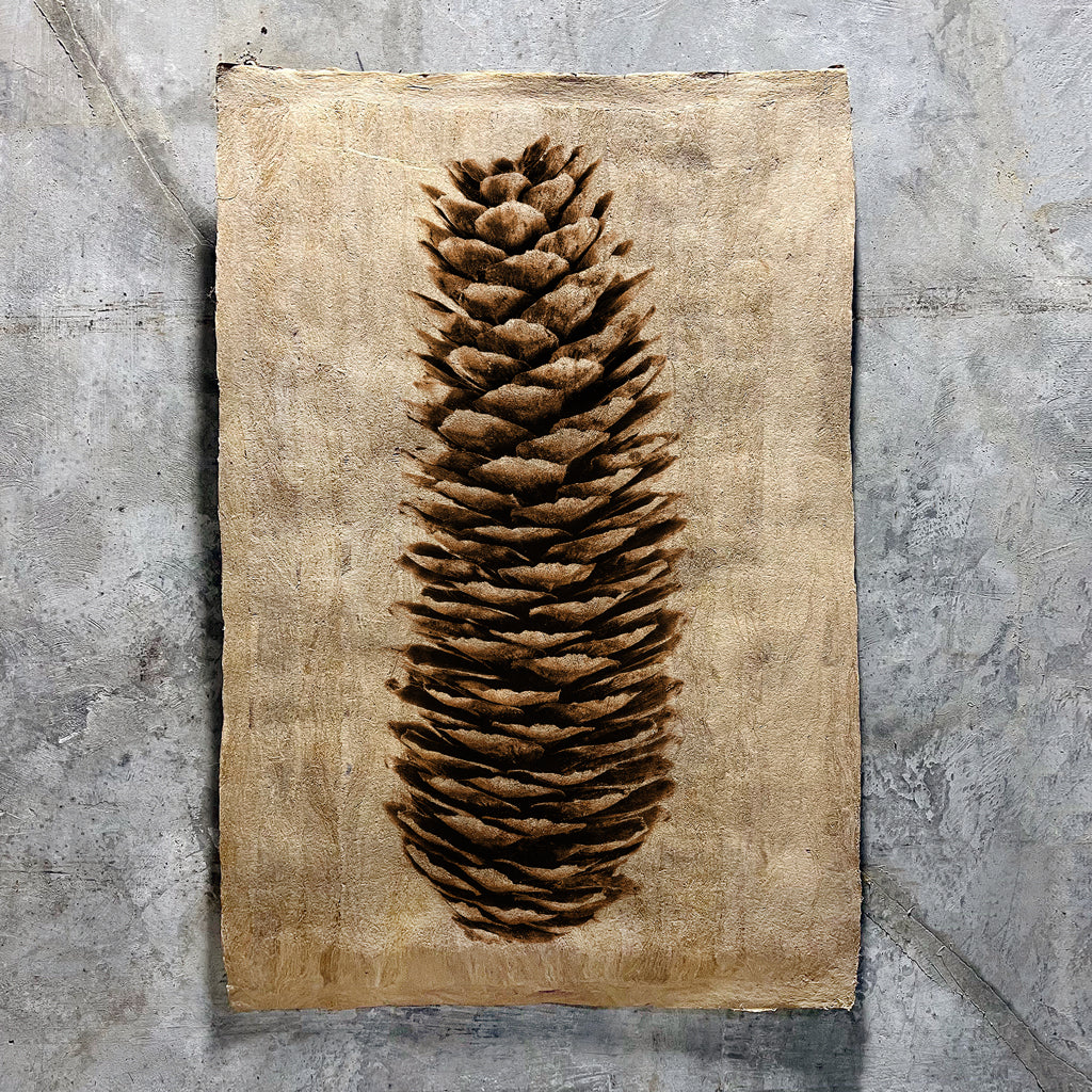 Norway Spruce (Amate Sierra)