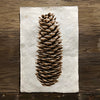 Norway Spruce (Amate Perla)