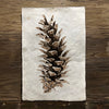 Western White Pine (Amate Perla)
