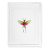 Pink Grasshopper - standard (20x30) / English watercolor / white on white shadowbox