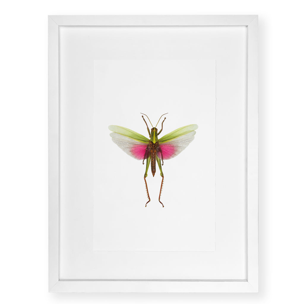 Pink Grasshopper - standard (20x30) / English watercolor / white on white shadowbox