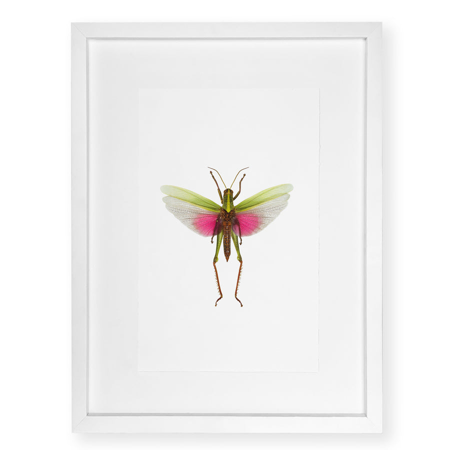 Pink Grasshopper - standard (20x30) / English watercolor / white on white shadowbox