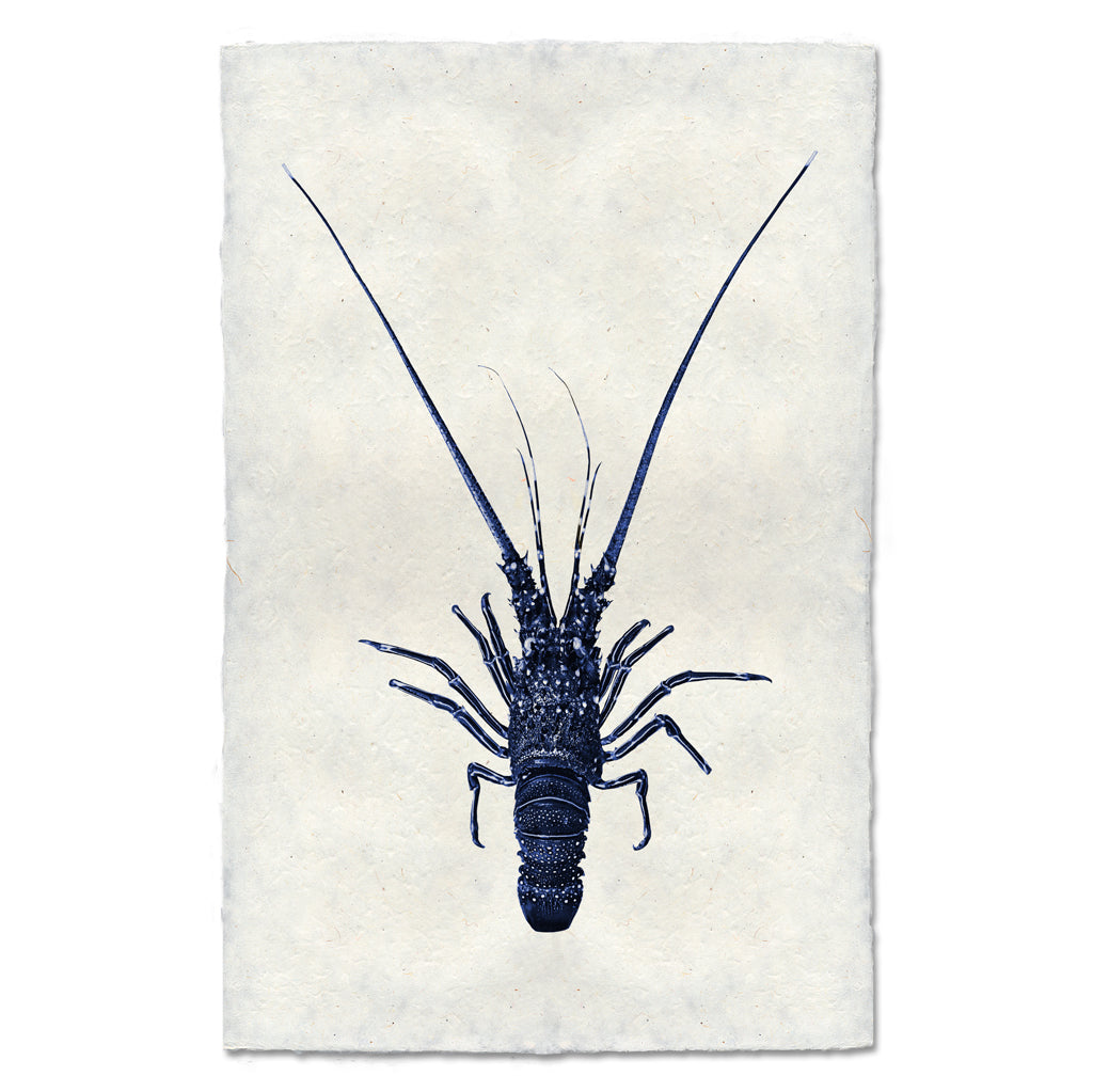 Pinto Spiny Lobster