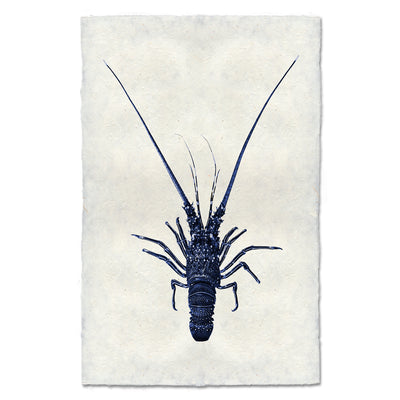 Pinto Spiny Lobster