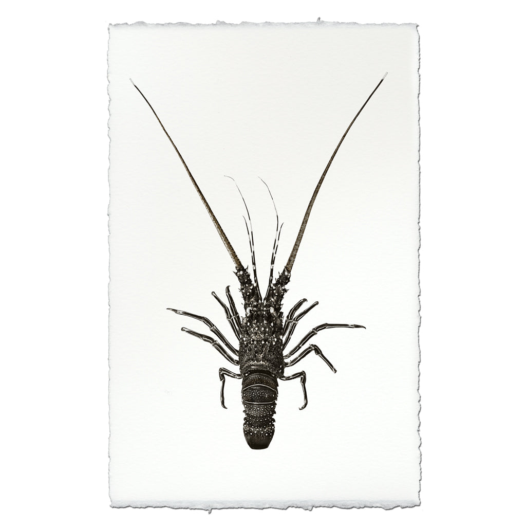 Pinto Spiny Lobster