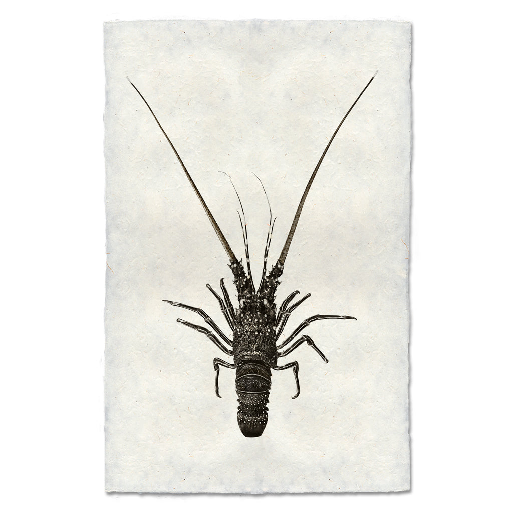 Pinto Spiny Lobster