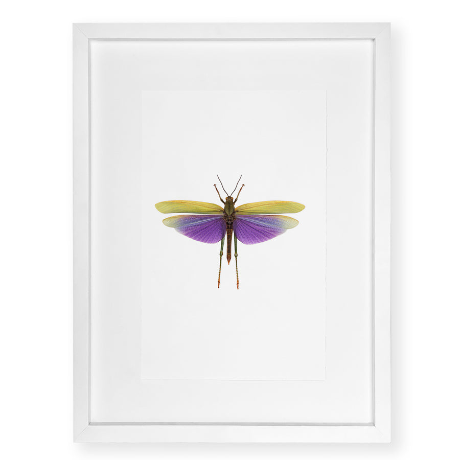 Purple Grasshopper - standard (20x30) / English watercolor / white on white shadowbox