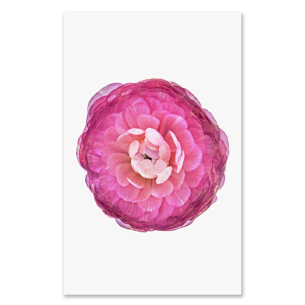 Purple Ranunculus - grand format - 40x60" single sheet rag (White)