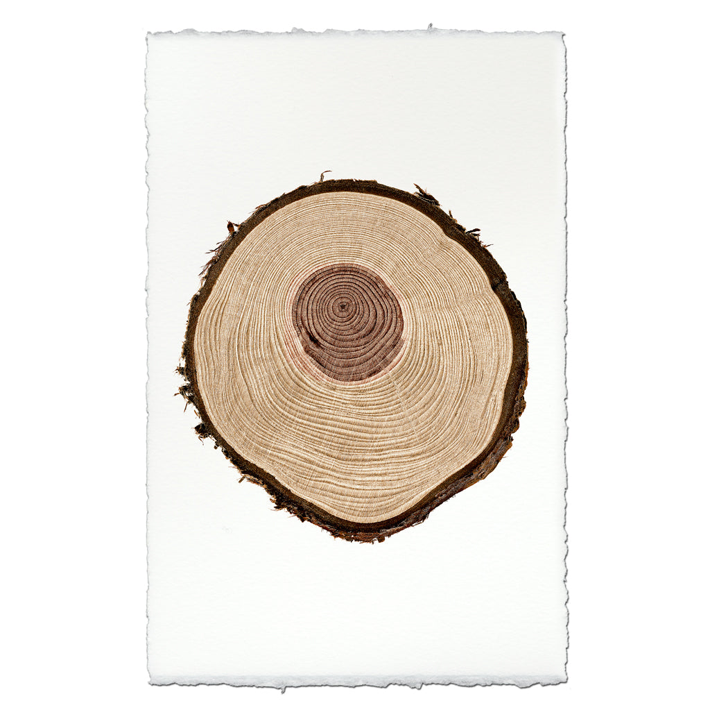 Redwood Tree ring