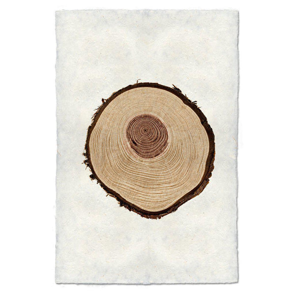Tree Rings - BARLOGA STUDIOS- fine photographs on intriguing papers