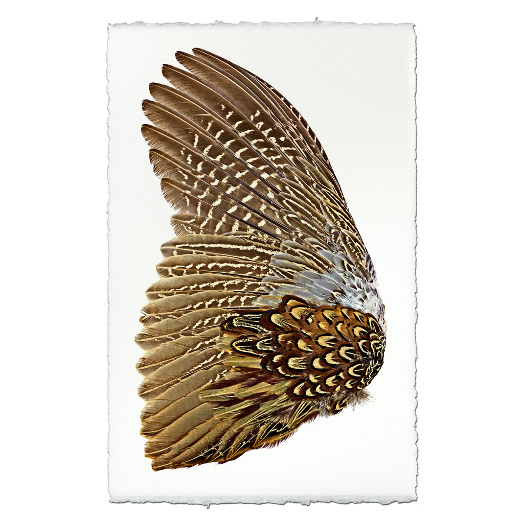 Wings — BARLOGA STUDIOS- fine photographs on intriguing papers