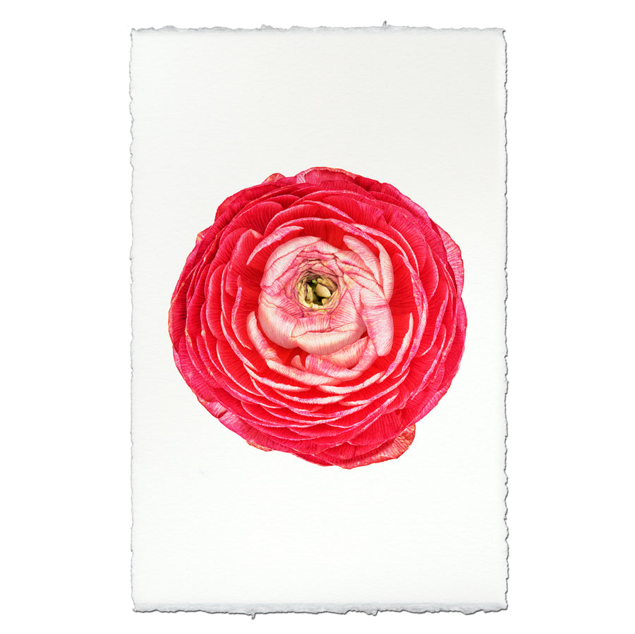 Rose Ranunculus