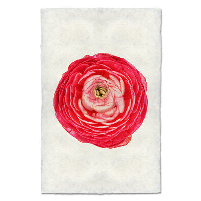 Rose Ranunculus