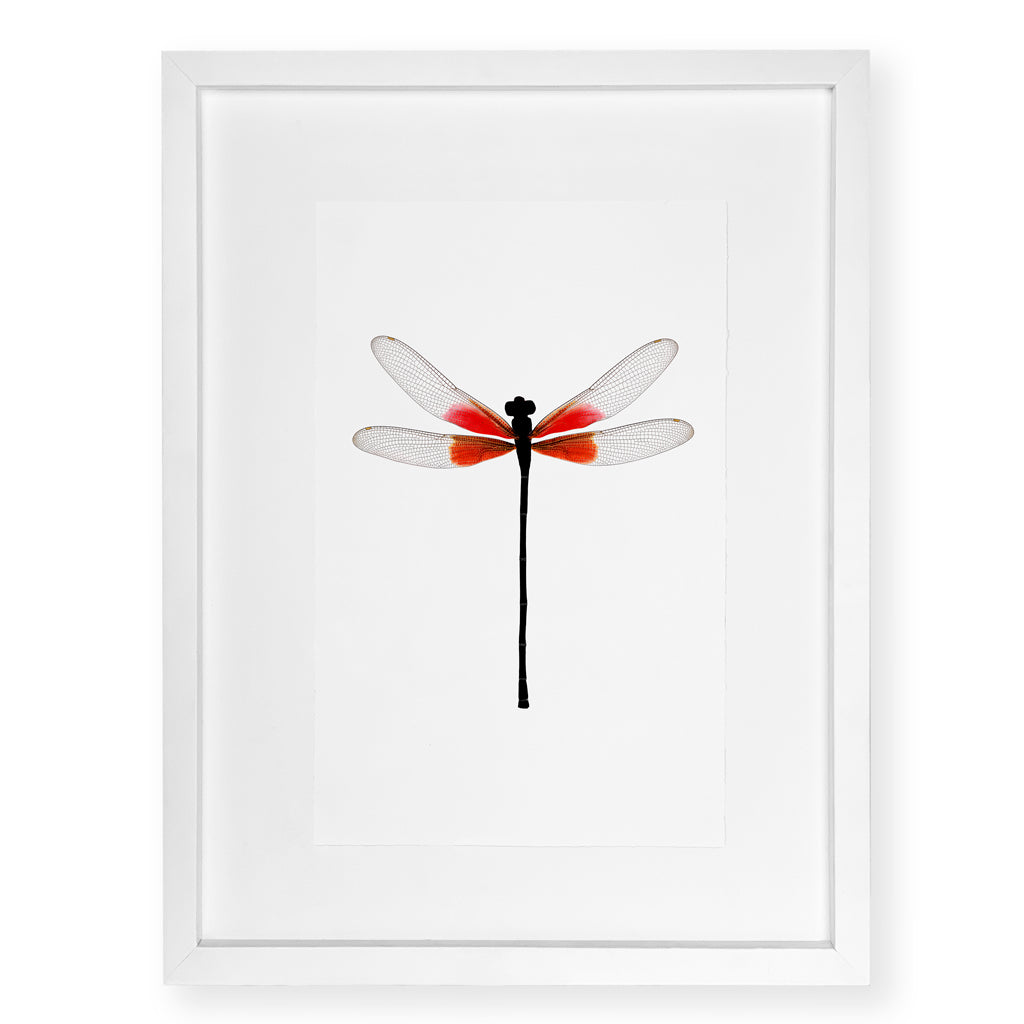 Ruby Damsel - standard (20x30) / English watercolor / white on white shadowbox