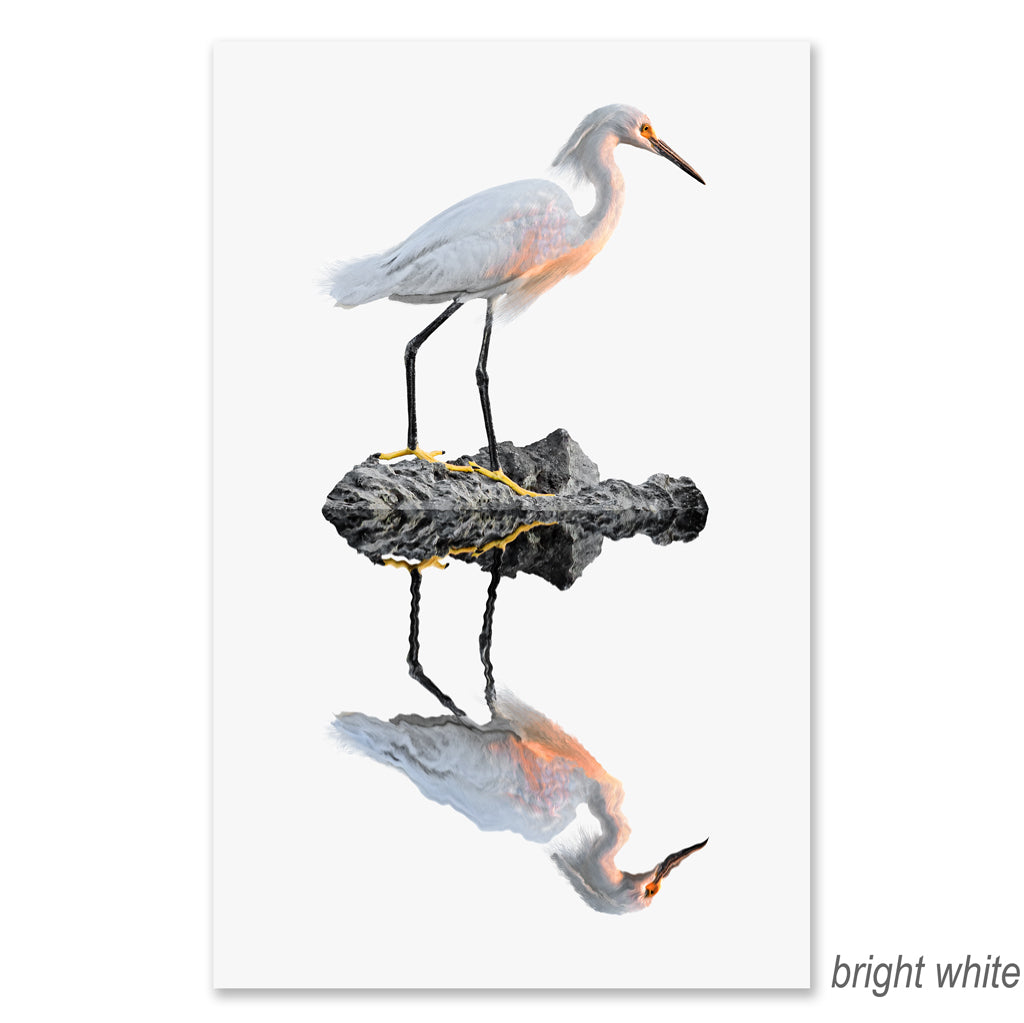 Snowy Egret grand format