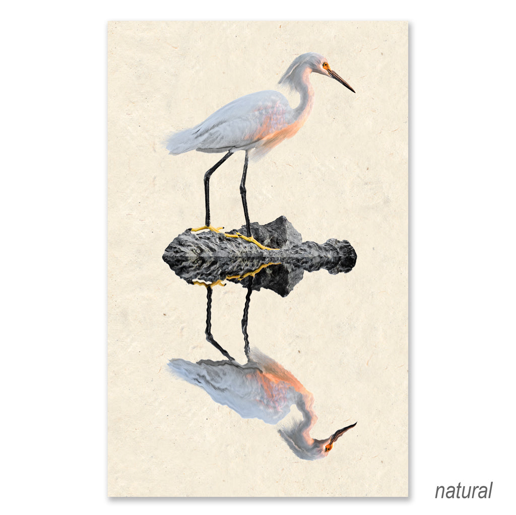 Snowy Egret grand format