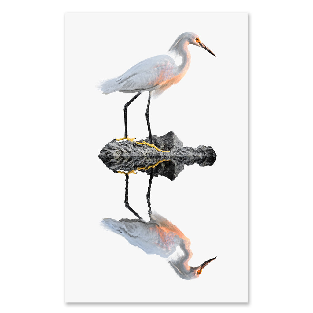 Snowy Egret grand format