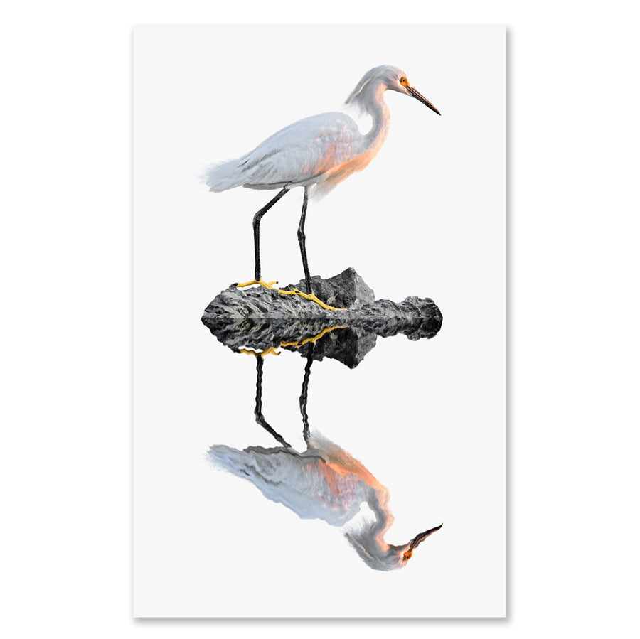 Snowy Egret grand format